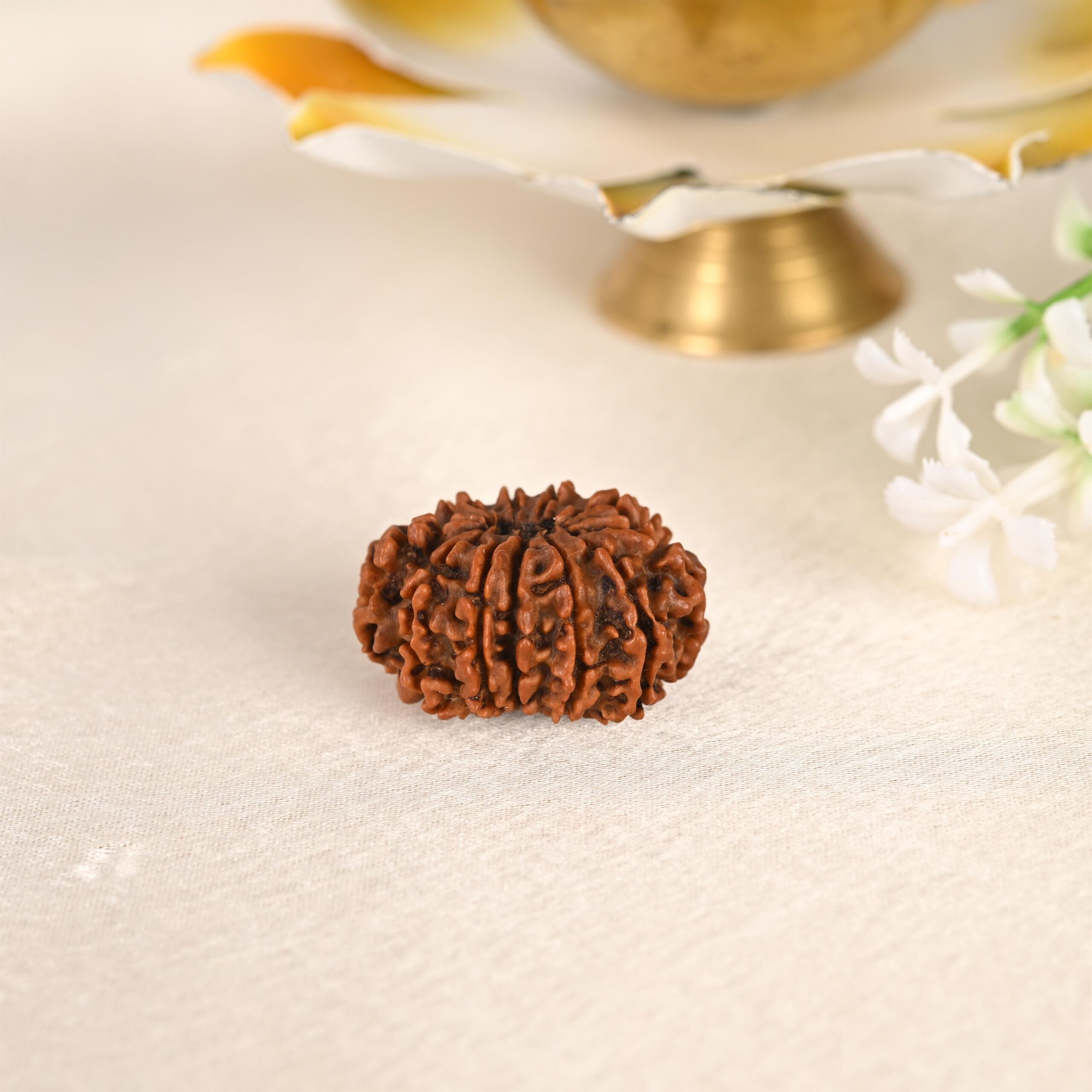 11 Face Rudraksha (Nepal)